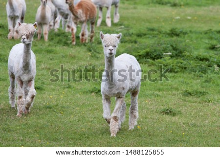 Cute alpacas pictured on a farm in Ireland.