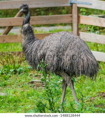 Dromaius in the clearing, emu