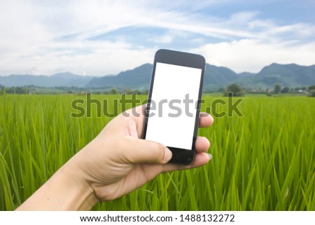 hand man holding smartphone in rice green  growth filed on white screen with finger modern design to work of farmer background