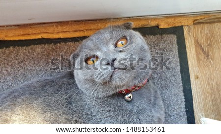 Cute grey Scottish Fold kitten with orange eyes lies on the floor and looks up