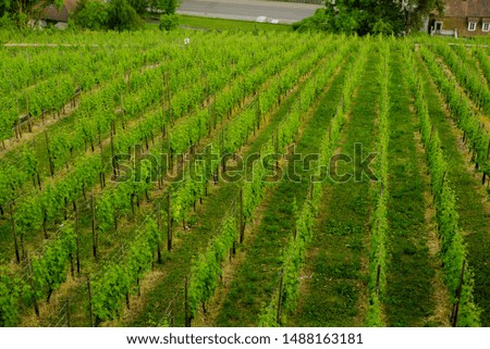 Vineyard on hill and few houses in the valley. Landscape top view