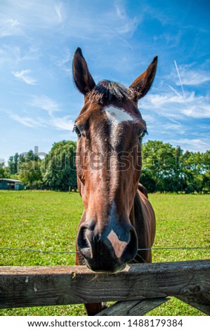 Colorful picture of a horse