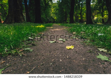 soft focus park ground trail with yellow falling leaves between green grass space, September early autumn season time concept picture 