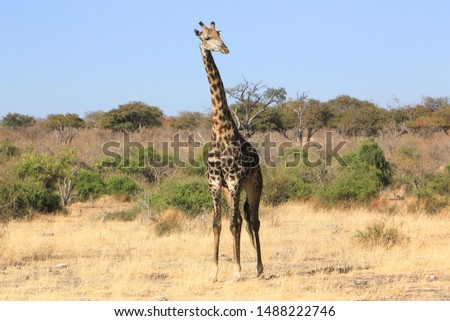 Southern giraffe (Giraffa giraffa) in Chobe National Park, Botswana. It ranges from Zimbabwe and Angola to South Africa.