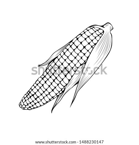 Natural corn hand drawn vector illustration. Thanksgiving day, agriculture sketch symbol. Maize cob, organic vegetable monochrome drawing. Autumn season harvest, popcorn ingredient, vegetarian food