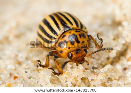 Close-up of Colorado potato beetle