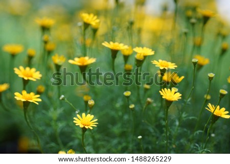 Spring background with beautiful yellow flowers. Royalty-Free Stock Photo #1488265229