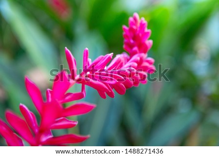 Close up of Red Ginger (Alpinia purpurata) flower in selective focus with blurred leaves background on sunny summer day. Exotic and beautiful flower, also called ostrich plume and pink cone ginger.