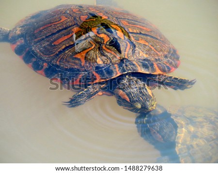 turtles in a lake, touching their mouths, animals love each other too!