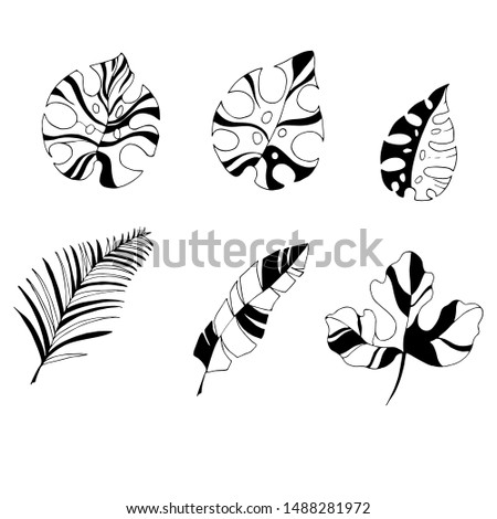 Monstera leaves, palm trees, figs. Black and white picture. Vector illustration.