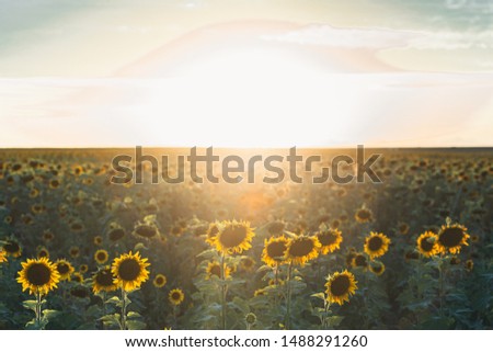 Golden hour sunset on a sunflower field, bokeh effect, blurry sunset