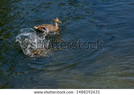 Mallard duck swimming in lake or river under sunlight looking for food