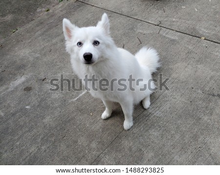 Ghost the pomsky looking photogenic outside.
