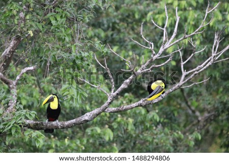 birds of costa rica, rainforest