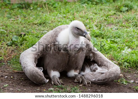 birds portrait vulture gray brown