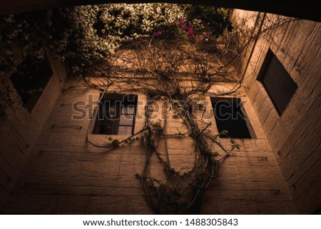 Vintage Tree climbing house Mdina Malta