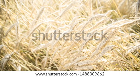 Blurred grain background. Summer orange grain