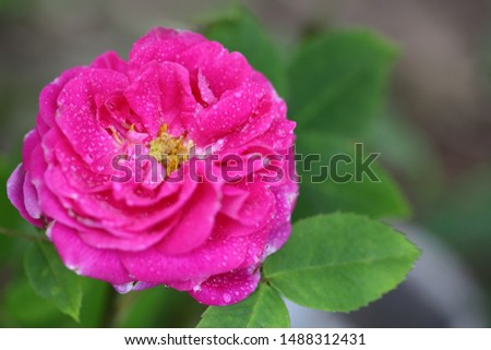 Close up of beautiful pink rose isolated on blur green background.