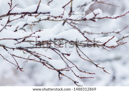 Snow covered tree branches on light background