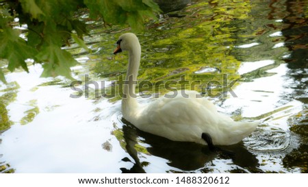 Adorable white swan swimming in clear lake.