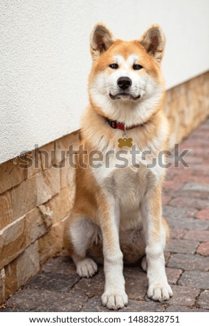 Young akita female dog portrait