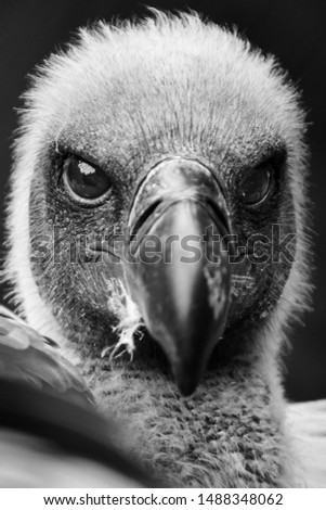 close-up portrait of a white-backed vulture (Gyps africanus) and black background