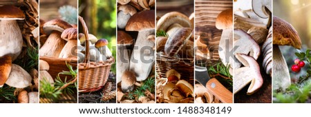 Mushrooms collage of various boletus mushroom pictures. Large edilus mushroom details collection. Background banner or wide panorama photo.