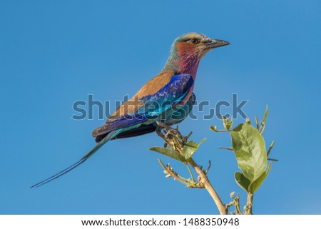 beautiful wild lilac breasted roller perched on branch with blue sky in background