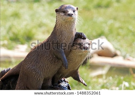 Pair Of River Otters With The Foot Of One Otter Resting On The Others Head. Selective Focus.