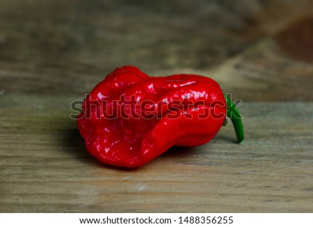 Close up photo of Trinidad Moruga Scorpion (Capsicum chinense) chili pepper. Shiny bright red color. Brown and grey wood background. 
