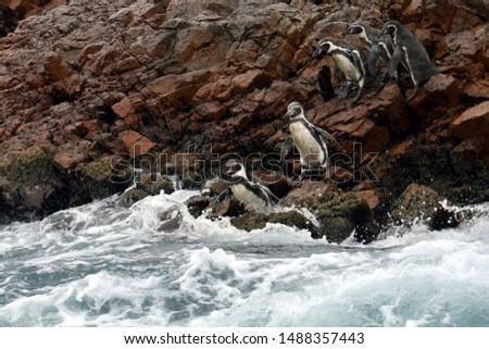 Colony of penguins dive into the water