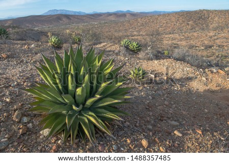 Mexican flora and cactus in the Mexican desert of the baja california peninsula