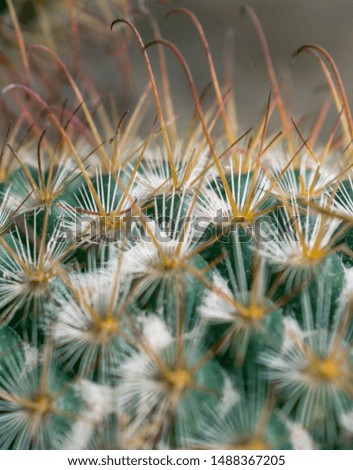close-up picture of a cactus