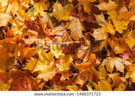 Yellow and orange autumn leaves background