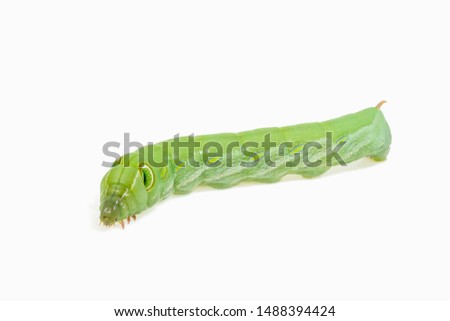 View of green worm on white background. Movement.