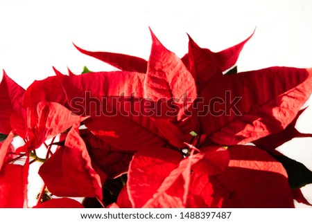 a beautiful spurge with red leaves on a white background before Christmas