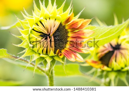 sunflower bud with half opened petal blooming in the sunflower field with blurry background