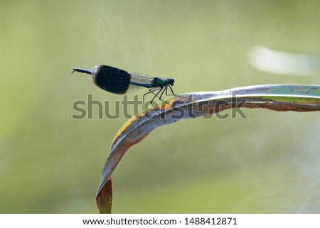 dragonfly sitting on a leaf