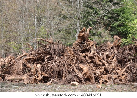 A large pile of crooked tree roots against a forest in Schwarzwald, Germany