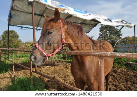 The beautiful Animal Horse in the natural environment (farm)
