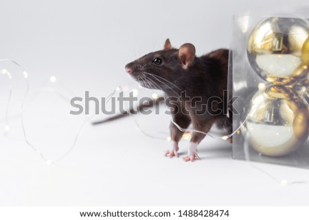 grey rat (symbol of new year 2020) in Christmas decorations