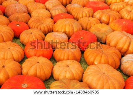 big ripe red pumpkins, autumn background