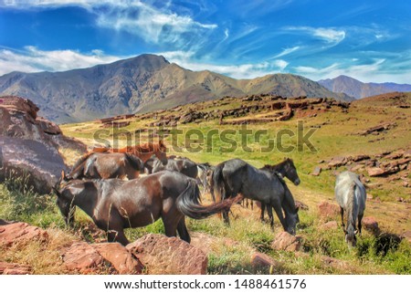 Wild horses grazing in the mountains
Platou Yaguar Ourika