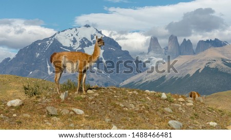 Guanaco (Lama Guanicoe) enjoying the view in Torres del Paine National Park, Patagonia, Chile.