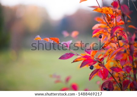 Fall nature background with autumn colorful leaves in vintage color opendoor 