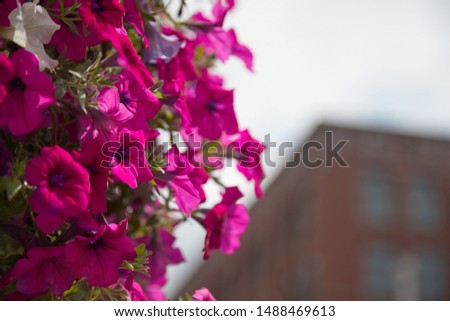 Pink Flowers in the City