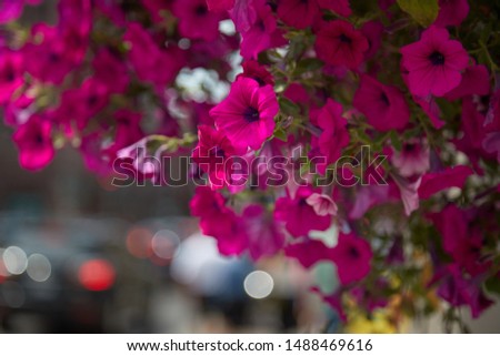 Pink Flowers in the City