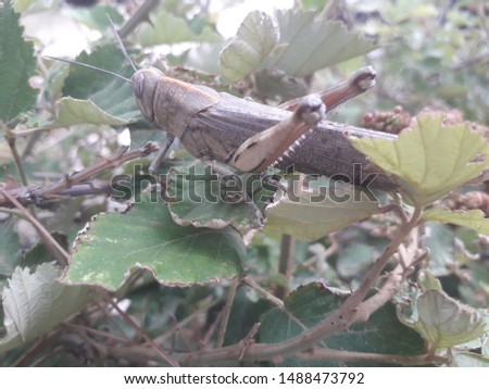 A picture of a grasshopper in Croatia.