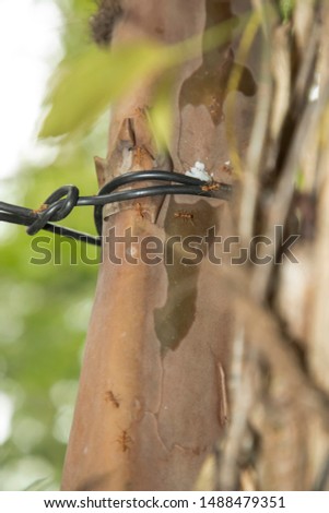 Fire ant on branch in nature green background,  