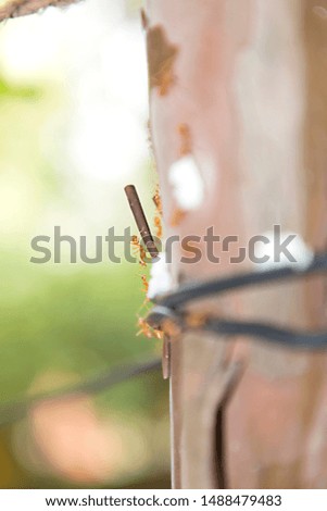 A red ant or fire ants carrying a grain of rice, Nature background